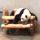 No.33 2歳と3歳の上野動物園